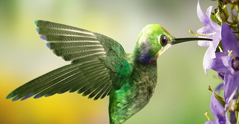 Google Hummingbird