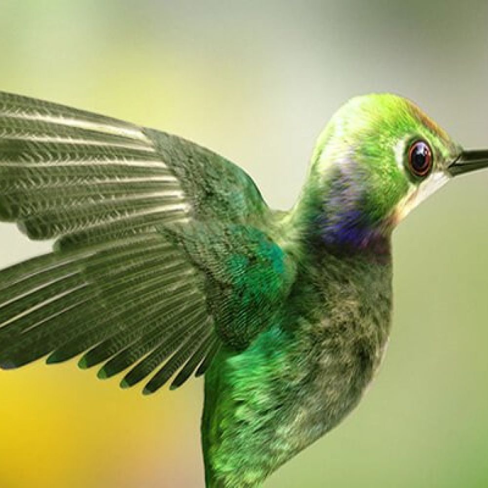 Google Hummingbird